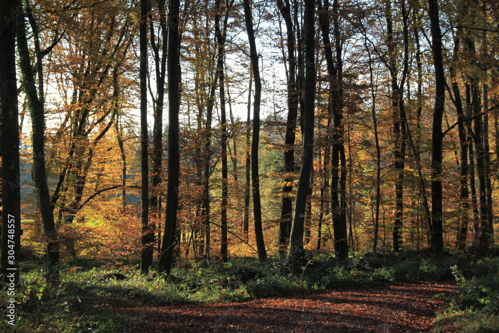 Forêt en automne