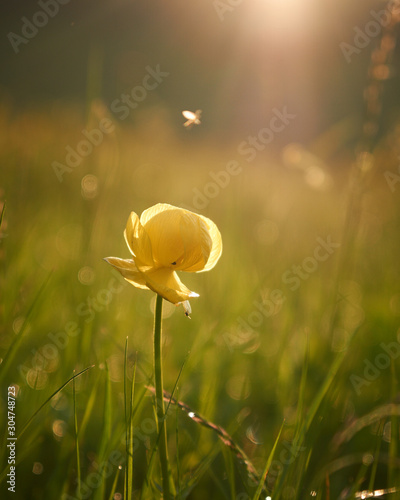 Yellow daisy flower in the wild
