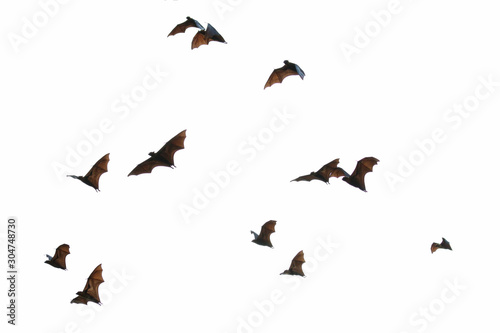 Tableau sur toile Bats flying in the sky, Freedom concept