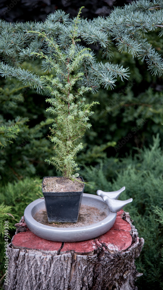 Potted tree sitting on a log with garden in background