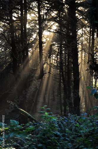 Fotografía Rainforest trail am Pacific Rim auf Vancouver Island, Kanada