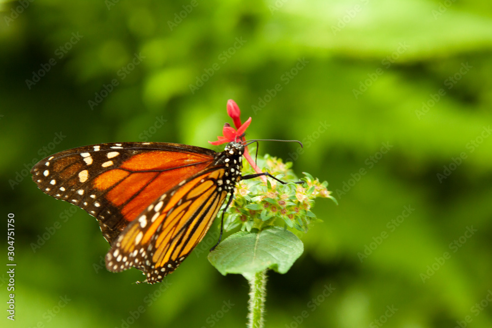 Naklejka premium Schmetterling makro close