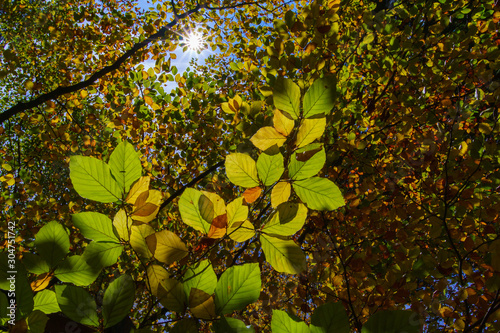 Herbstliches Blätterdach im Gegenlicht