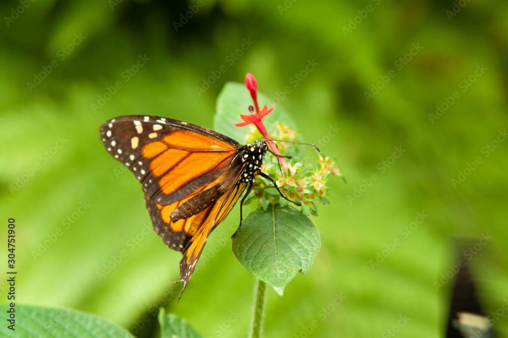 Schmetterling makro close Schmetterling makro close