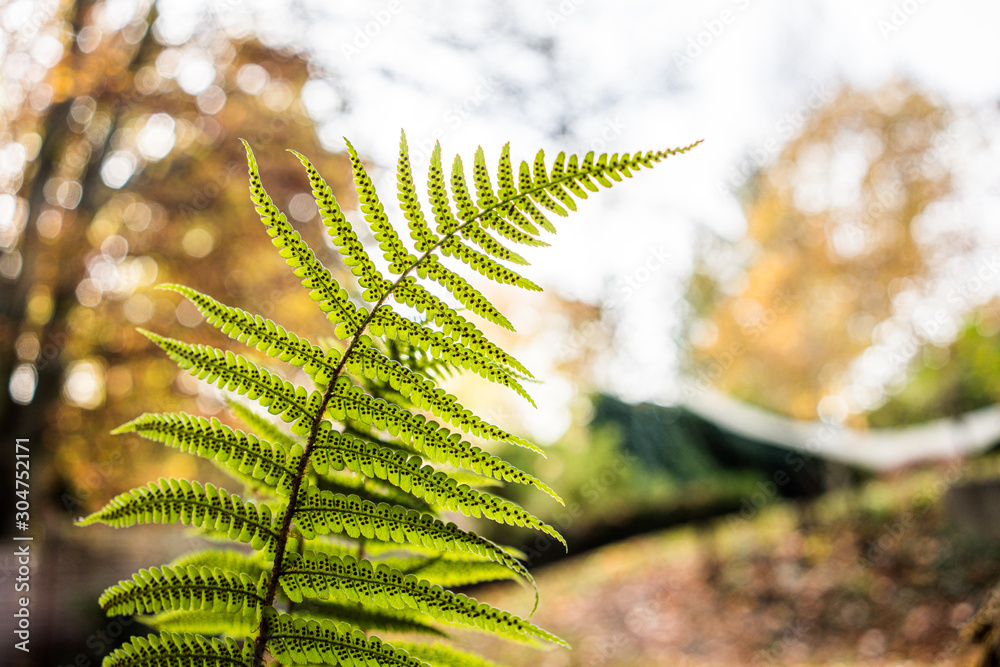 Farn mit Samen im Gegenlicht Farn mit Samen im Gegenlicht