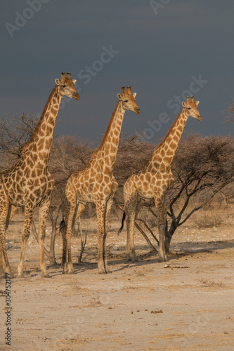 Giraffes in the sunset  Etosha national park  Namibia  Africa