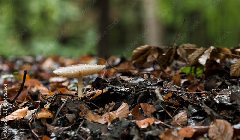 one fungus in the forest one fungus in the forest