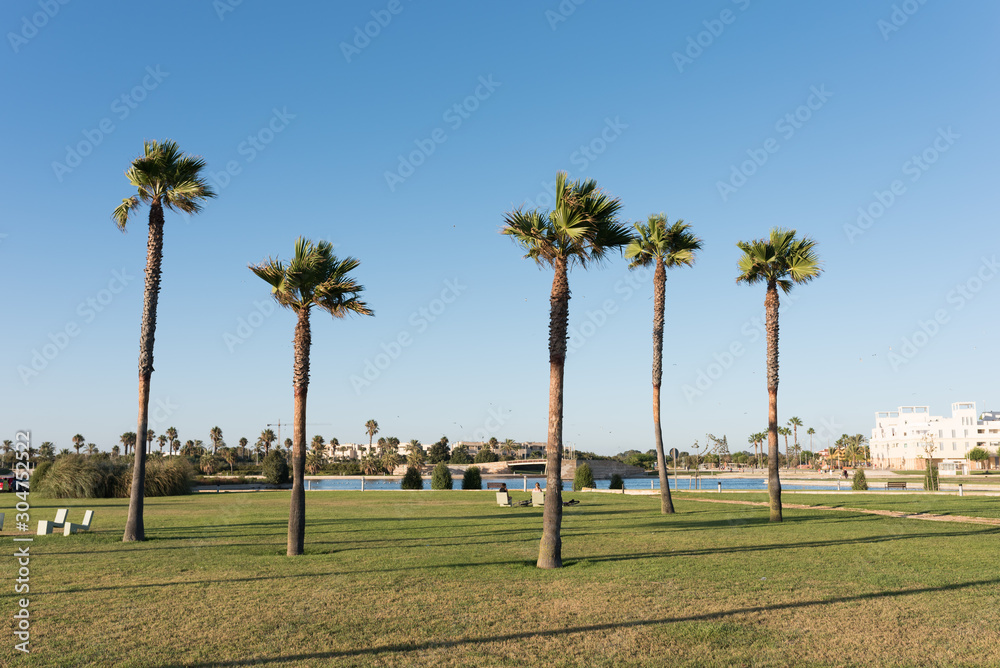 Fototapeta premium Palmeras