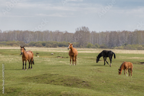 4 horses calmly graze in the pasture. In the background is a forest.