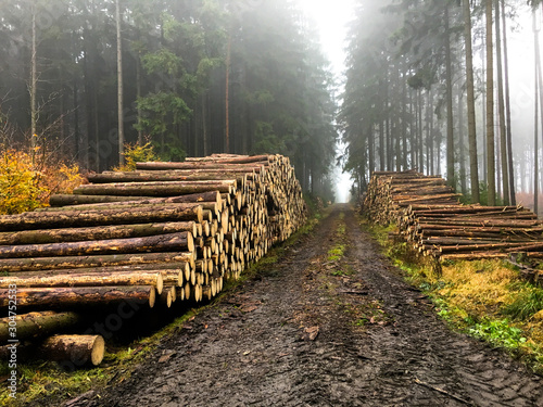 Harvested wood in the forest in the Czech Republic after the forest was hit by a bark