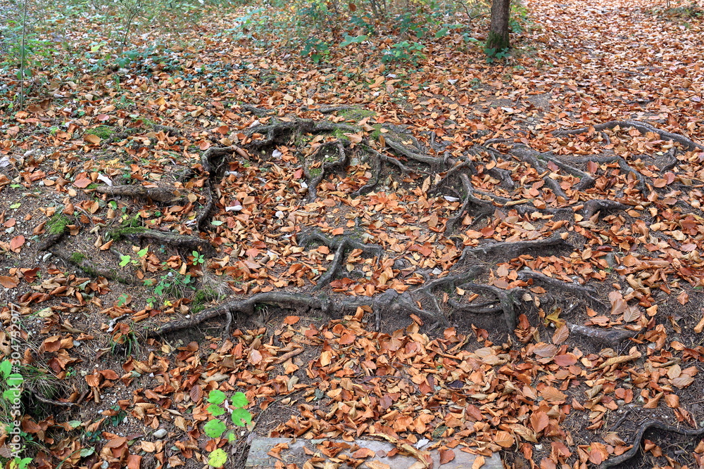 old roots on forest floor