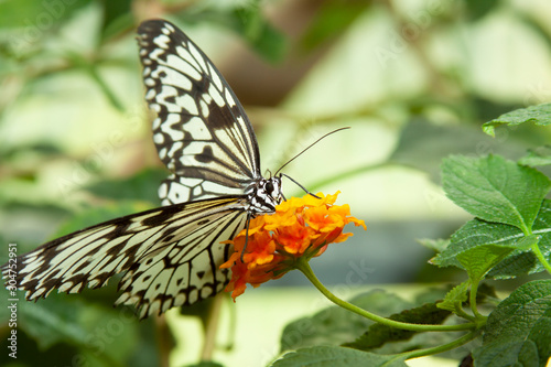 Schmetterling makro close © Sebastian
