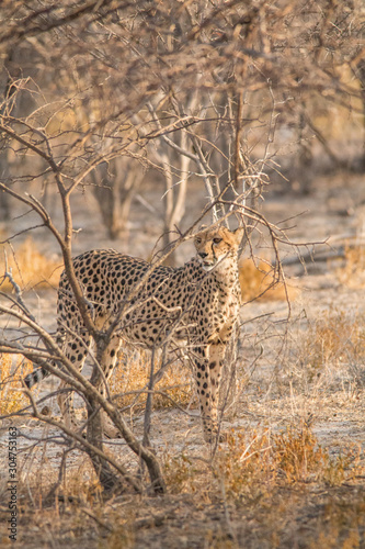 Cheetah walking and standing in the savanna  Etosha national park  Namibia  Africa