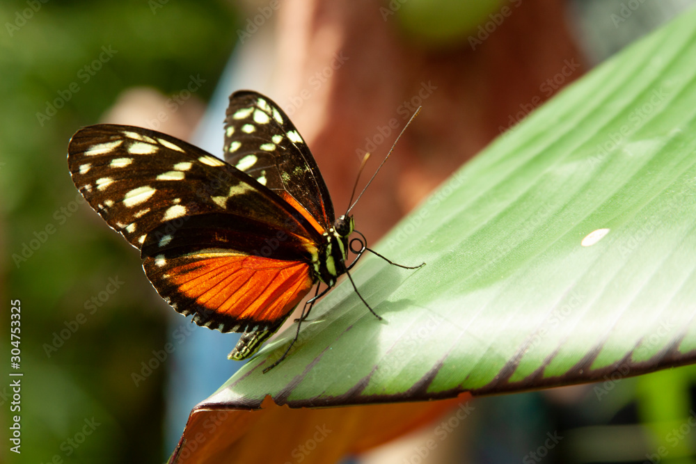 Obraz premium Schmetterling makro close