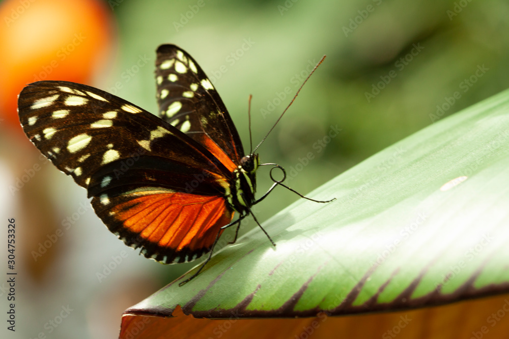Schmetterling makro close Schmetterling makro close