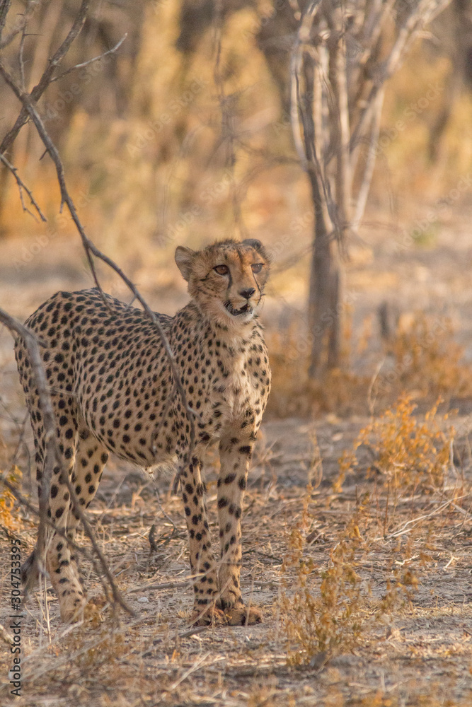 Fototapeta premium Cheetah walking and standing in the savanna, Etosha national park, Namibia, Africa