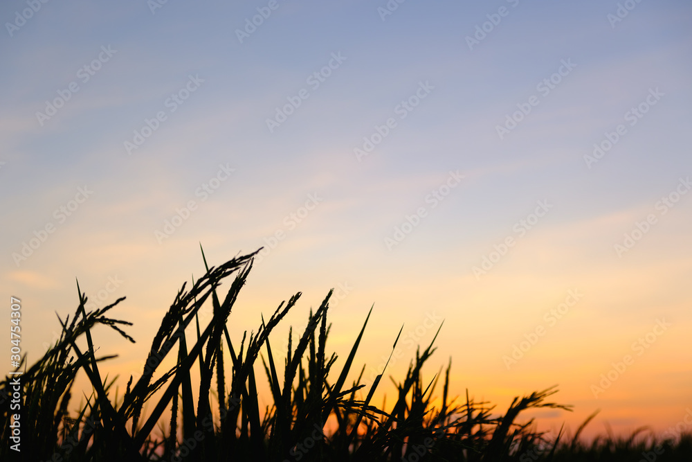 Silhouette rice sunset or sun rise time with copy space Silhouette rice sunset or sun rise time with copy space