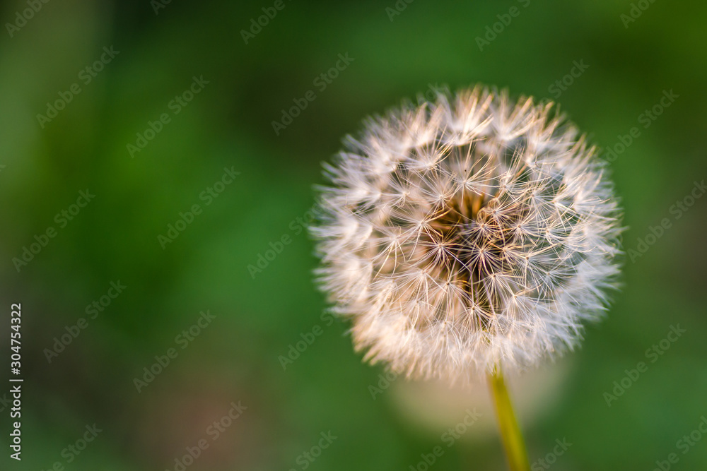 Nursery deciduous plants in the autumn sunny day. Dandelion flower lit by the sun radiate Nursery deciduous plants in the autumn sunny day. Dandelion flower lit by the sun radiate