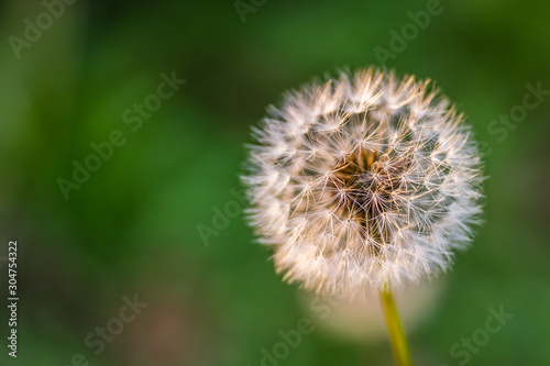 Nursery deciduous plants in the autumn sunny day. Dandelion flower lit by the sun radiate