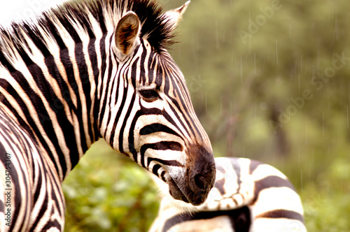 male zebra specimen resting while it rainer    
