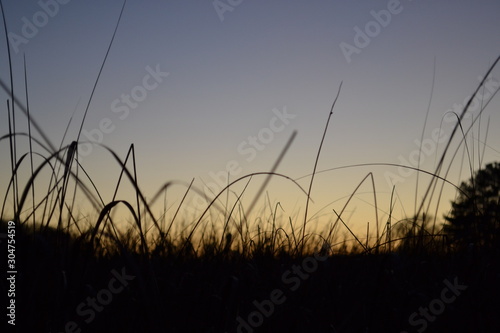 Sunset On a Wheatgrass Field