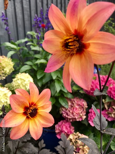 Dahlias in a garder