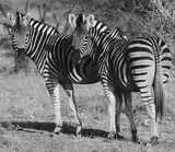 Pair of Zebra in Botswana