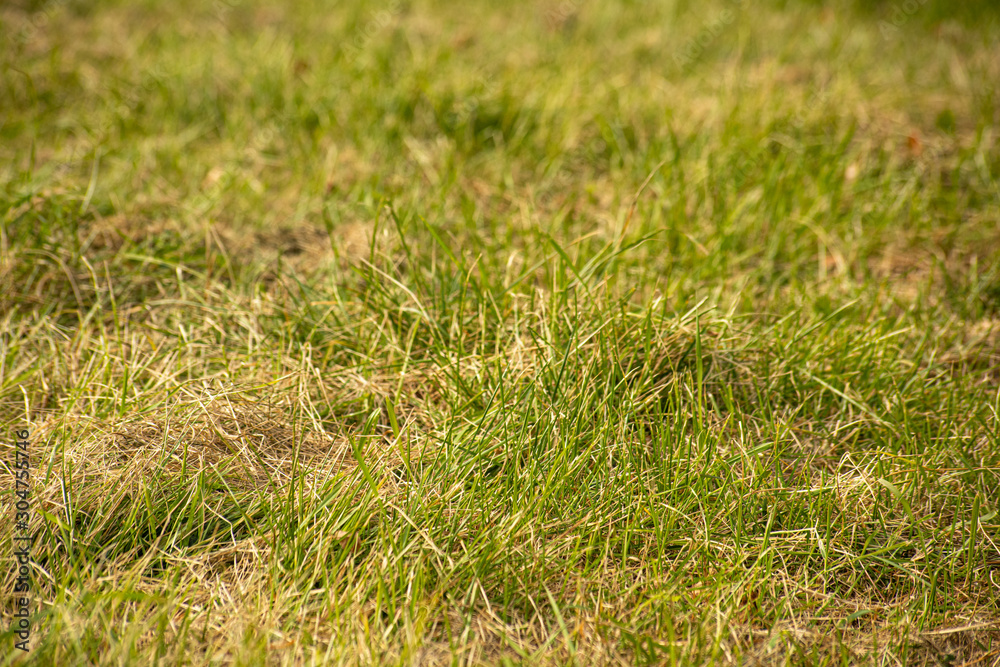 Background of mowed green grass Background of mowed green grass