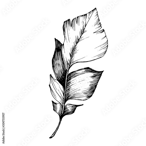 Vector Bird feather from wing isolated. Black and white engraved ink art. Isolated feathers illustration element.