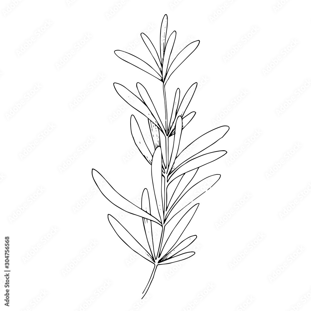 Vector Herbal floral foliage. Black and white engraved ink art. Isolated herbal illustration element. Vector Herbal floral foliage. Black and white engraved ink art. Isolated herbal illustration element.