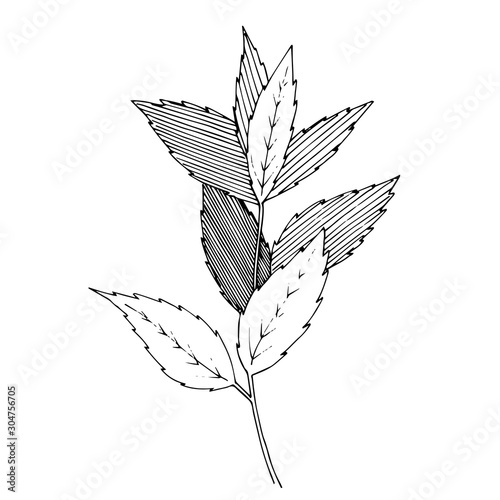 Vector Herbal floral foliage. Black and white engraved ink art. Isolated herbal illustration element.