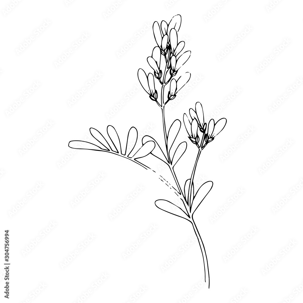 Vector Herbal floral foliage. Black and white engraved ink art. Isolated herbal illustration element. Vector Herbal floral foliage. Black and white engraved ink art. Isolated herbal illustration element.
