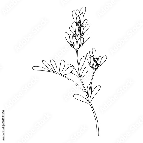 Vector Herbal floral foliage. Black and white engraved ink art. Isolated herbal illustration element.