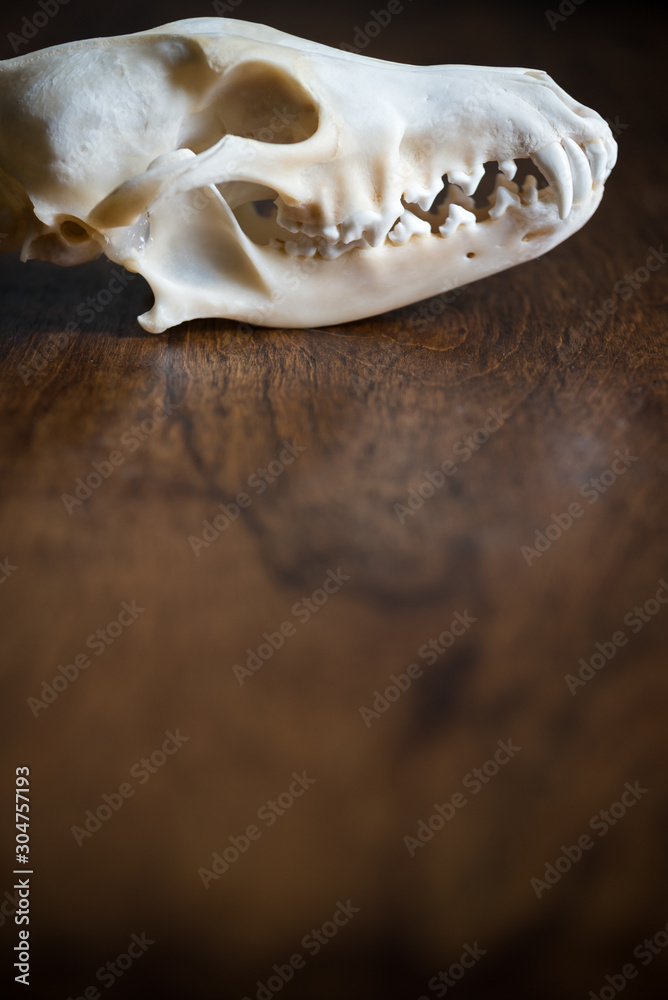 Coyote skull still life on wood Coyote skull still life on wood