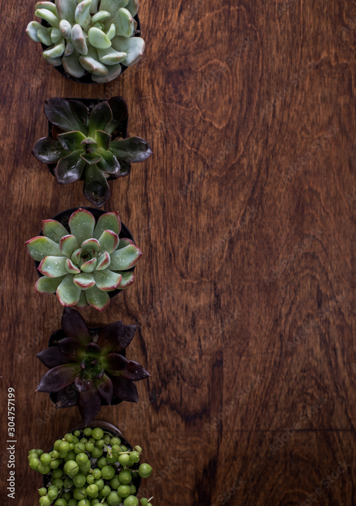 Various succulents on a wood background