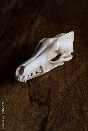 Coyote skull still life on wood