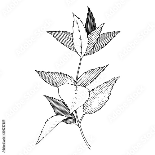 Vector Herbal floral foliage. Black and white engraved ink art. Isolated herbal illustration element.