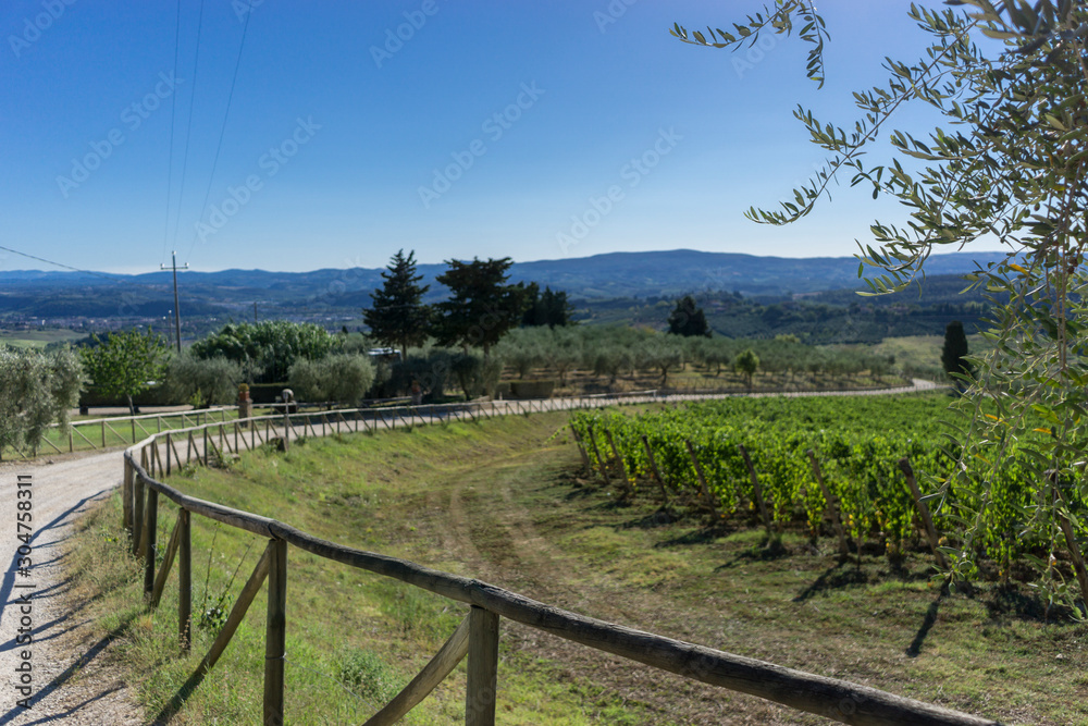 Vineyard road in Tuscan countryside