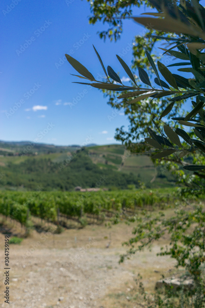 Fototapeta premium Vineyard road in Tuscan countryside