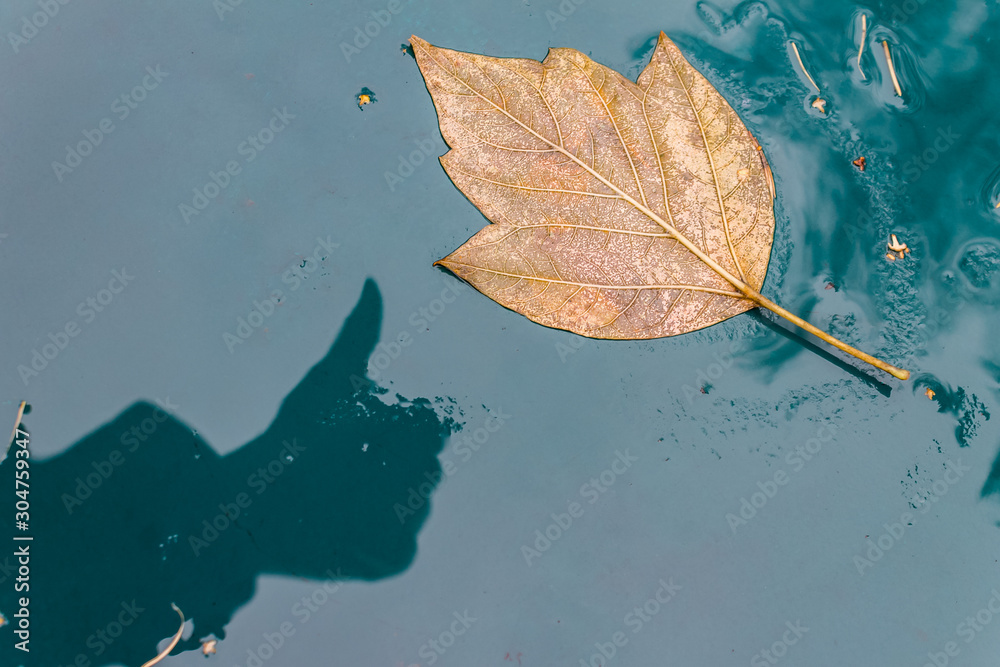 Autumn leaf lies on a wet surface and a human hand shadow showing a gesture like Autumn leaf lies on a wet surface and a human hand shadow showing a gesture like