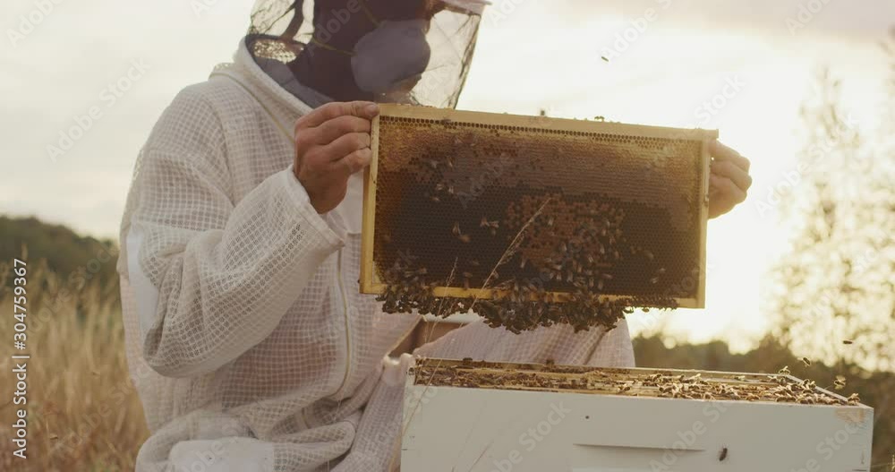 Honey bee farmer checking on his bees in their honeycomb beehive, beekeeper harvesting honey at sunset Honey bee farmer checking on his bees in their honeycomb beehive, beekeeper harvesting honey at sunset