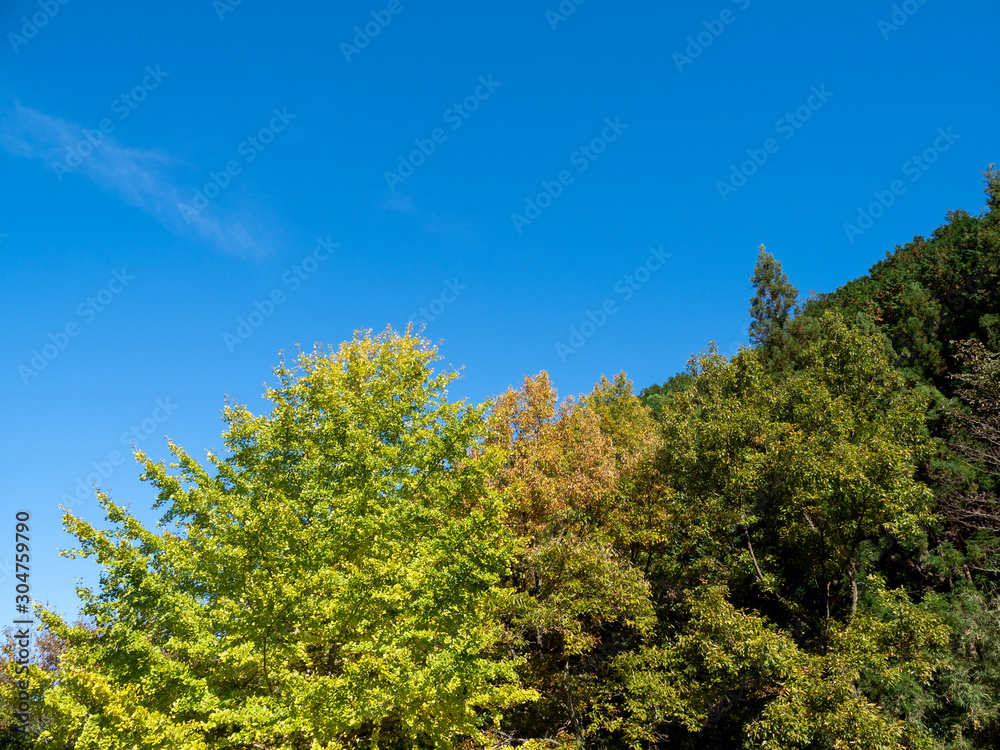 紅葉が始まった山と秋晴れの青空