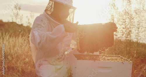 Honey beekeeper harvesting honey at sunset from a honeycomb, beekeeper inspecting his honey bees and honeycomb photo