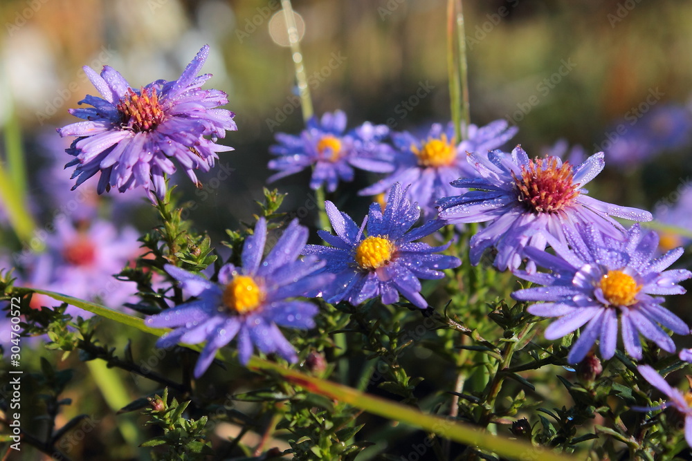 purple flowers in the garden purple flowers in the garden