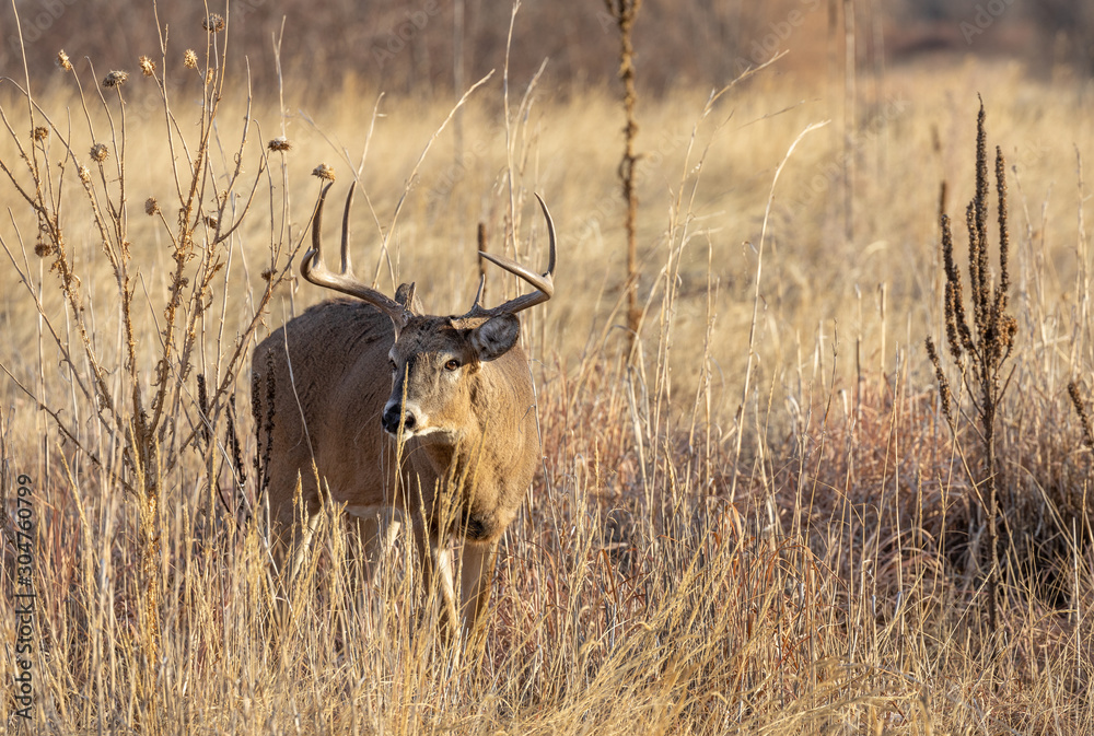 Fototapeta premium Whitetail Buck in Colorado During the Fall Rut