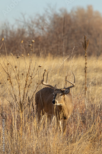 Whitetail Buck in Colorado During the Fall Rut