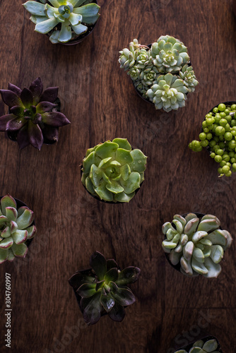 Succulent plants arranged on wooden background