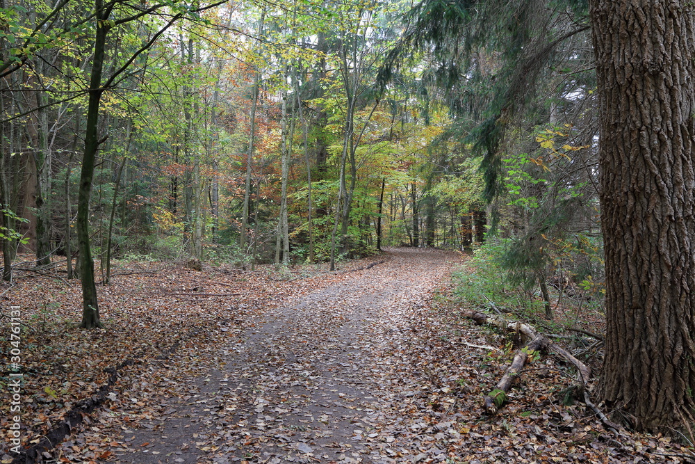 Fototapeta premium path in forest