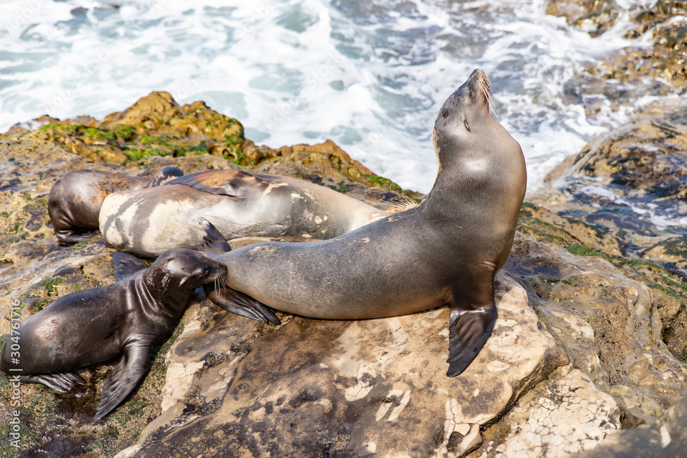 Fototapeta premium seal