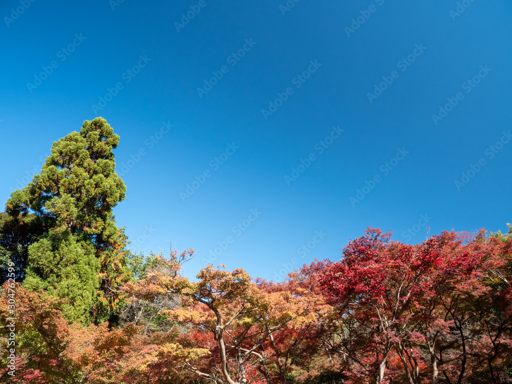 秋晴れの青空と平林寺の風景 秋晴れの青空と平林寺の風景